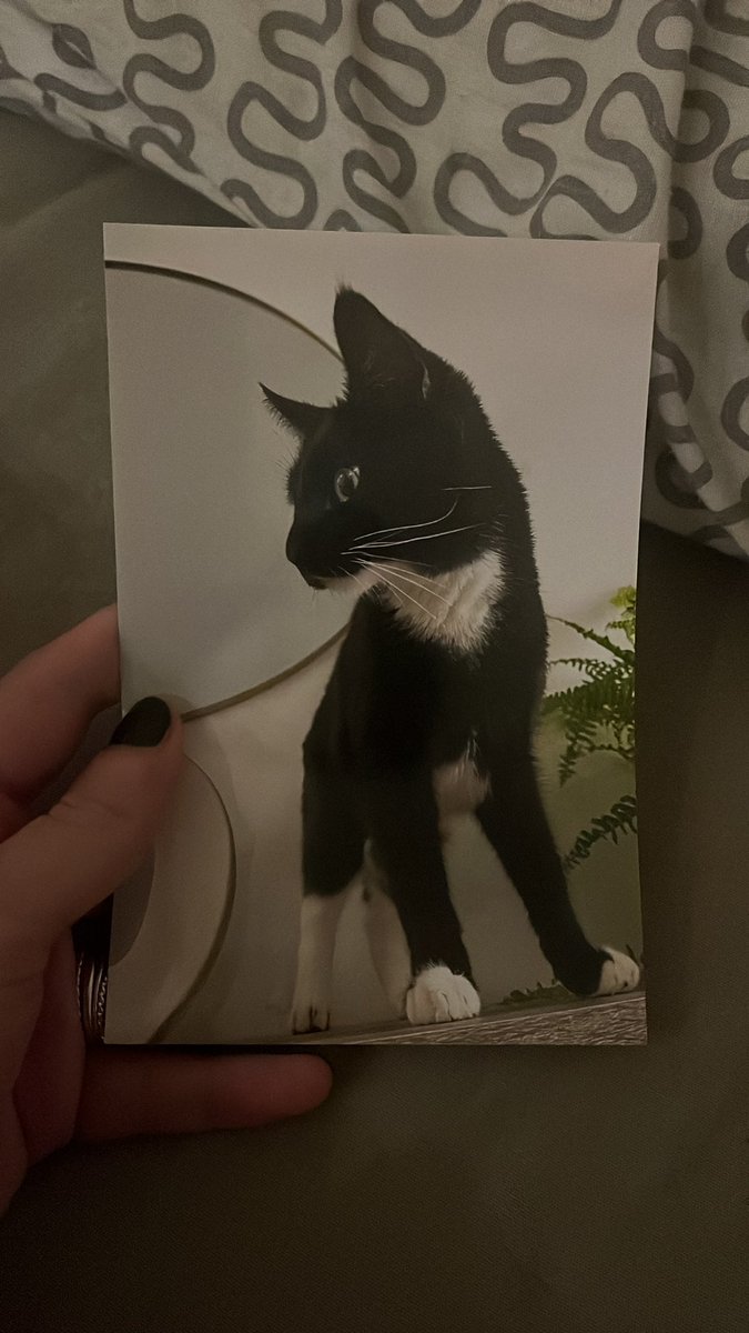 Een jaar geleden moest wij afscheid nemen van jou lieve Maü. Elke dag missen we je meer en meer. Vrouwtje is nooit het hetzelfde geweest zonder jou. 
Tippz mist jou ook enorm lieve schat. Hopelijk gaat alles goed daar. Ik mis je, meer dan woorden ooit kunnen uitdrukken.