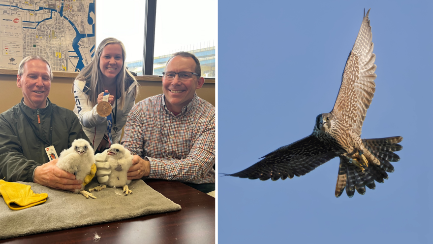 Meet Trapper🦅- the male peregrine falcon that was born here in the Valley back in May that was spotted all the way in Sheboygan Falls in September! Trapper is part of the We Energies program to help reestablish a healthy population of the rare bird in its natural habitat.