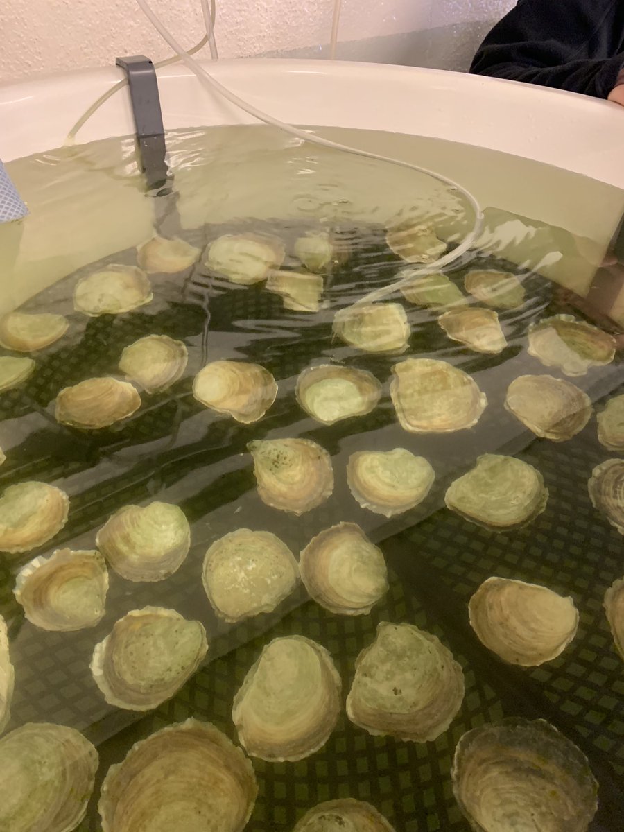 Matthew W. Gray π π¬ (@mattwgray) on Twitter photo Visiting Ostrea oyster hatchery on Koster Island Visiting Ostrea oyster hatchery on Koster Island