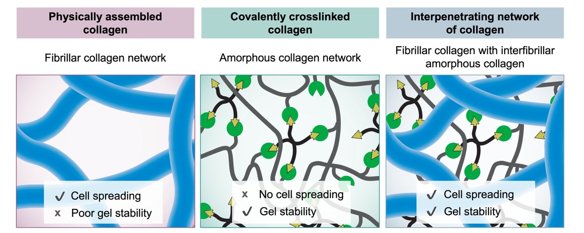 Lucia Brunel (@lucia_g_brunel) on Twitter photo Our recent work from <a href="/heilshornlab/">Heilshorn Lab</a> on a collagen IPN with two distinct microstructures and crosslinking chemistries! We demonstrate the important interplay between hierarchical features and material chemistry for the function of the tissue-eng. constructs: doi.org/10.1016/j.actb… Our recent work from <a href="/heilshornlab/">Heilshorn Lab</a> on a collagen IPN with two distinct microstructures and crosslinking chemistries! We demonstrate the important interplay between hierarchical features and material chemistry for the function of the tissue-eng. constructs: doi.org/10.1016/j.actb…