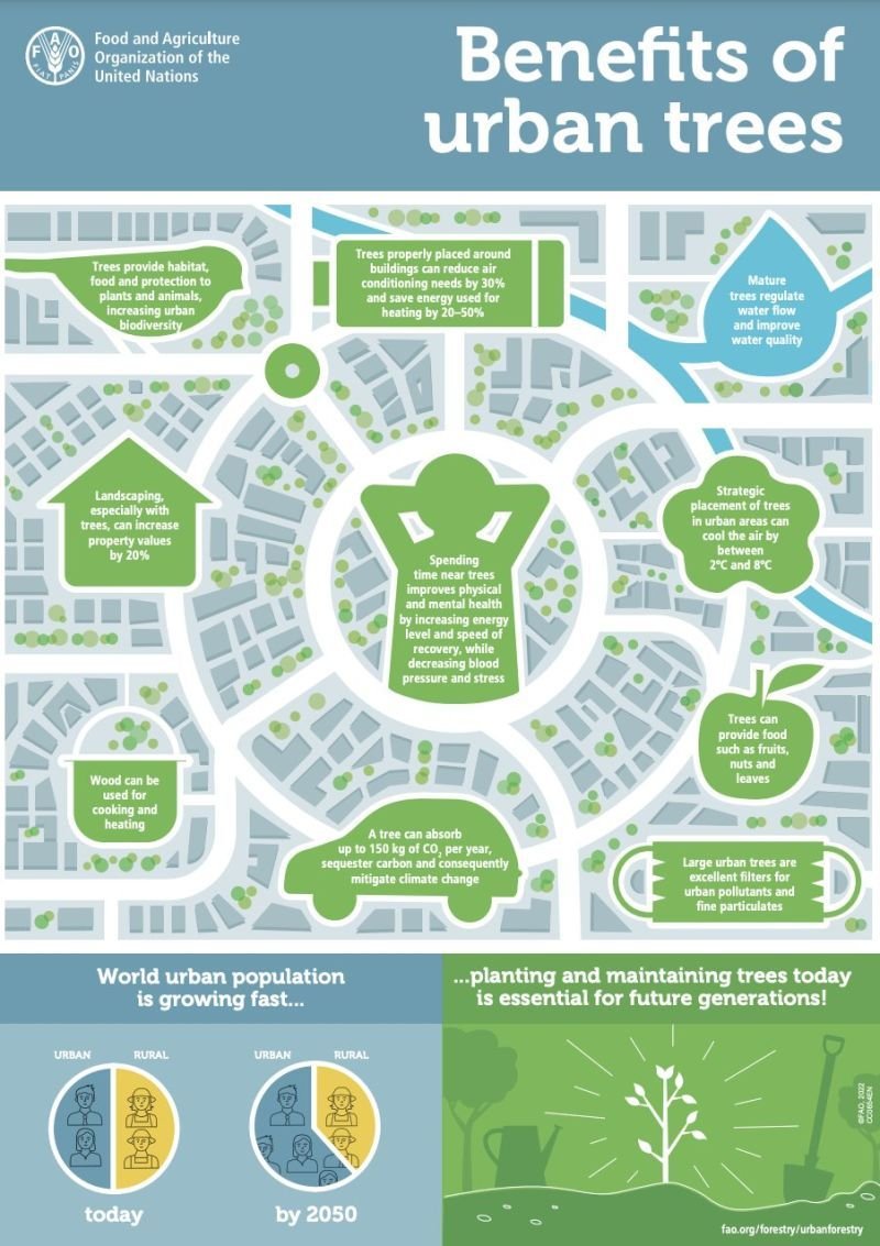 SEEDOORGAN's tweet photo. Urban trees are #biodiversity heroes in concrete jungles, reducing energy use, improving water quality, and increasing property values.

🌳🏙️🌳 via @FAO https://t.co/keA9hJBxxJ
