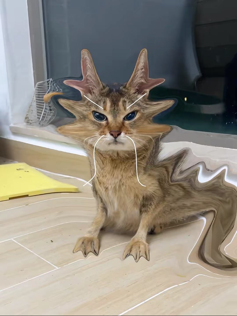 This cat kinda looks Like a Dragon