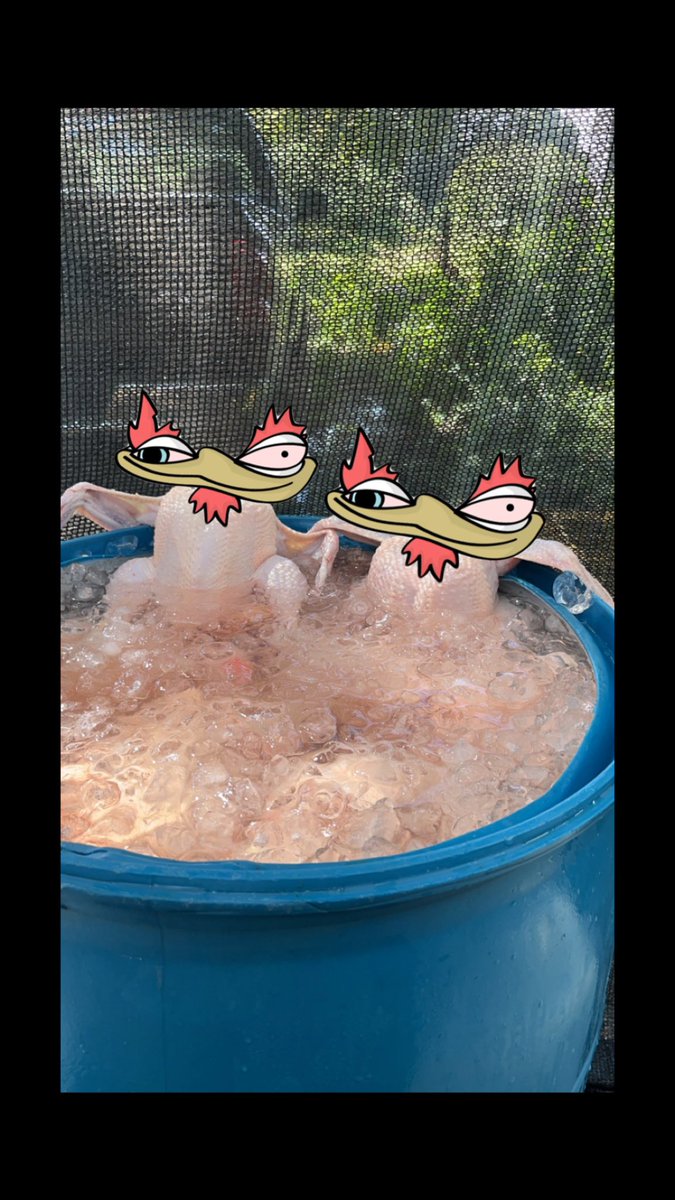 Latest from the XRPL Coop: $BERT, the feathery phenom, plunged into an ice bath to cool down his soaring value. Now he's tweeting in 'brrr-ockchain' because his feathers are more like icicles! His latest post? 'I'm not just any bird; I'm a $BERT-cicle now!' 🐔💪❄️ #BERTOnIce