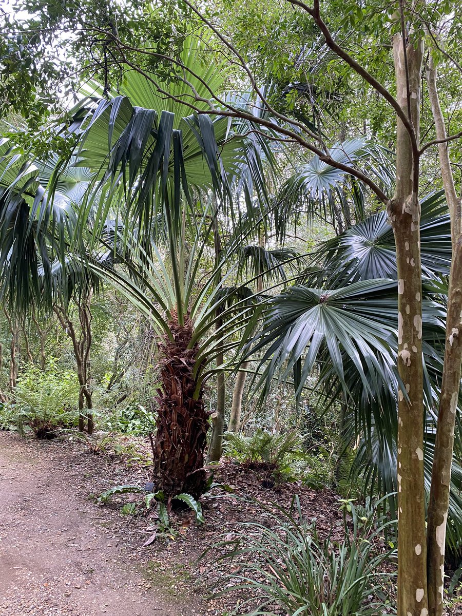 Mike Clifford tweet media