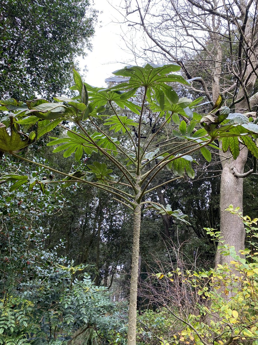 Mike Clifford tweet media