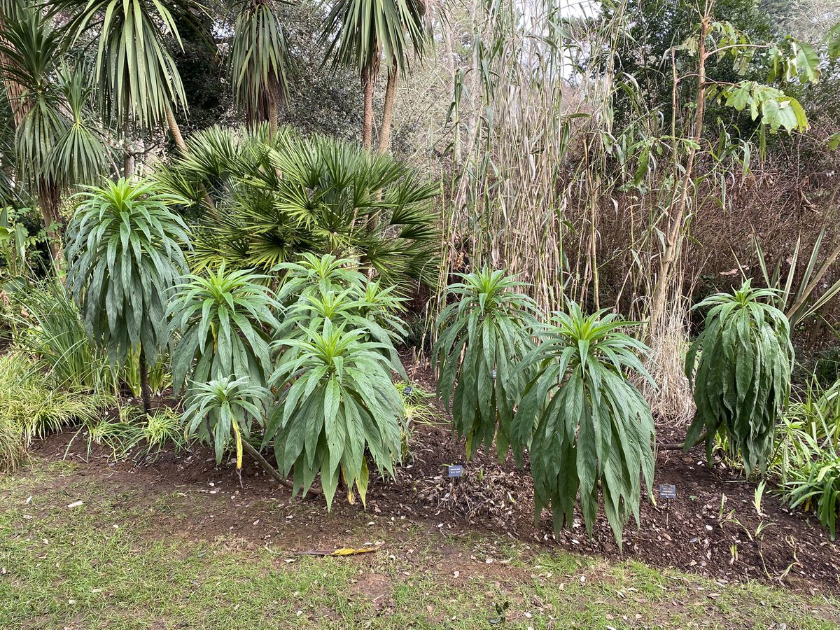 Mike Clifford tweet media