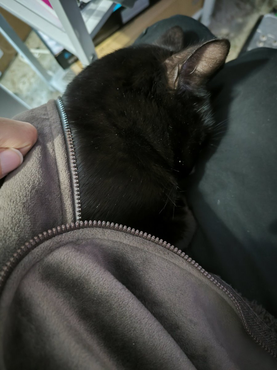 Elisabeth3564's tweet photo. De los peores días de mi vida en una sola tarde. Lo que he sentido hoy, el pensar que perdía a Ivy casi me da algo. Ahora ya ha pasado todo y estoy en el sofá a oscuras (problema de la compañía eléctrica) llorando. Adjunto fotitos de esta misma mañana donde todo estaba bien. https://t.co/p4Wen1G9if