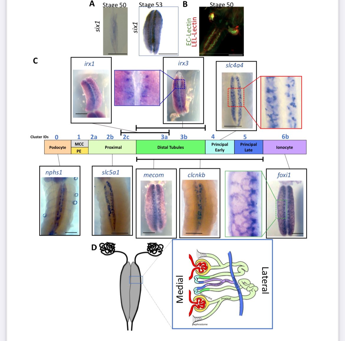 🐸Rachel🐸Miller🐸 (@rkmille) on Twitter photo Check out Mark Corkins’ collaborative preprint with <a href="/AdRoMora/">Adrián Romero Mora</a> from our lab and MaryAnne Achieng from <a href="/LindstromLab/">Nils Lindstrom</a> using comparative single-cell sequencing and in situ to create this beautiful spatial model of the developing adult frog kidney!
biorxiv.org/content/10.110… Check out Mark Corkins’ collaborative preprint with <a href="/AdRoMora/">Adrián Romero Mora</a> from our lab and MaryAnne Achieng from <a href="/LindstromLab/">Nils Lindstrom</a> using comparative single-cell sequencing and in situ to create this beautiful spatial model of the developing adult frog kidney!
biorxiv.org/content/10.110…