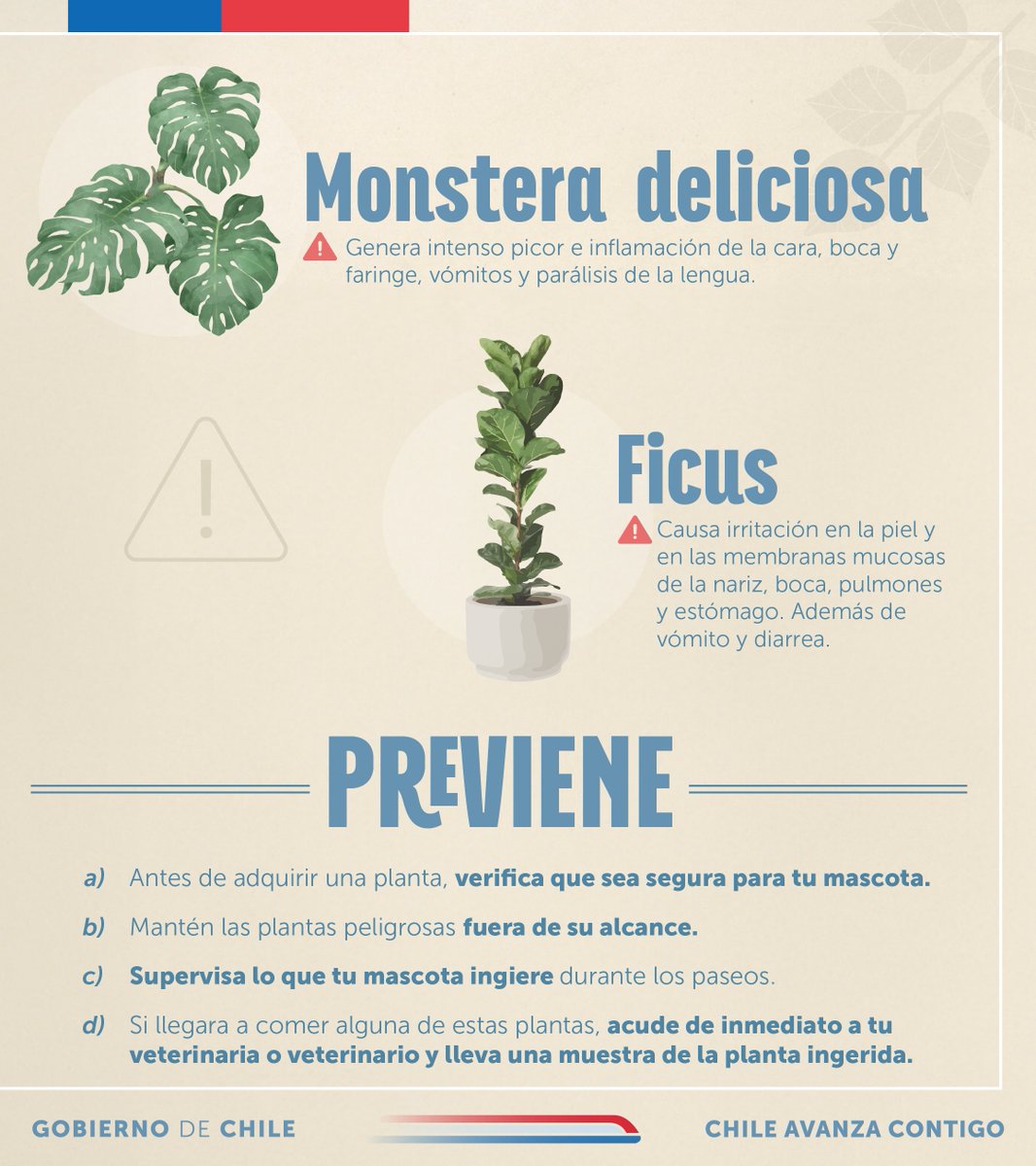 Subdere_Aysen's tweet photo. ¿Te gustan las plantas? ¡Ten mucho cuidado! 🚨

💐 Existe una gran cantidad de plantas que, en caso de ingesta, pueden resultar tóxicas para perros y gatos. Algunas de ellas suelen estar en nuestros hogares y jardines, por lo que es importante que puedas identificarlas 🔍. https://t.co/K6KBltie8j
