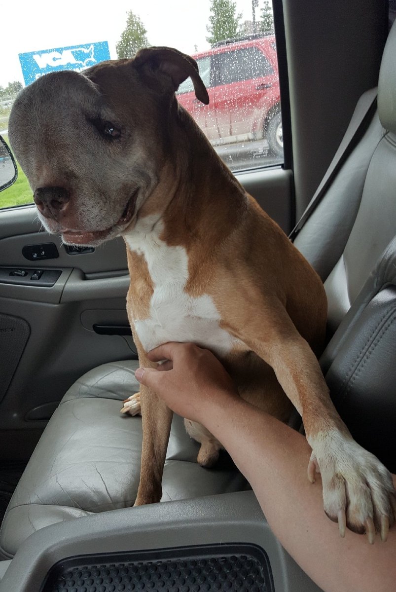 Card_Pulse's tweet photo. @MrBeast Make this most liked 👍  and I'll use the money to clone my dog who has cancer and give him another shot at life. 😢 https://t.co/DjUSNTAQK5