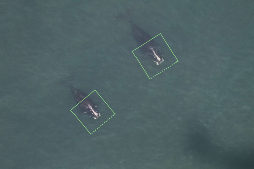 NOAAFish_NEFSC's tweet photo. We’ve created an operational system using artificial intelligence and cloud computing w/ our collaborators from other govt agencies, academia, and private sector. It’s called GAIA and it’s helping us detect whales from space: https://t.co/CtWQ3JDPpL. #NEFSCScience #TechWeek https://t.co/MxBEuiApmX