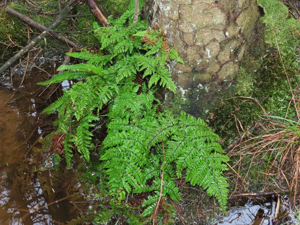 It's hard to find plants that are completely new to Rathlin these days (let alone in January), so a big surprise to discover Hay-scented Buckler-fern hiding in the conifer plantation at the weekend! The crinkly texture was distinctive but couldn't detect the eponymous scent