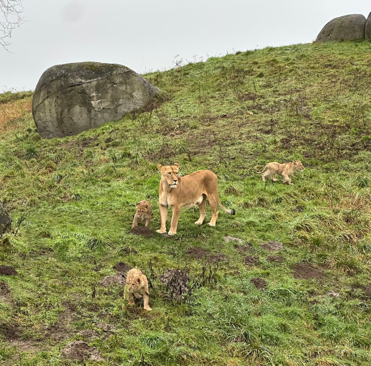 Vandaag de drie welpjes voor het eerst naar buiten in ⁦<a href="/WildlandsNL/">WILDLANDSEmmen</a>⁩ : prachtig gezicht en een bezoekje waard!