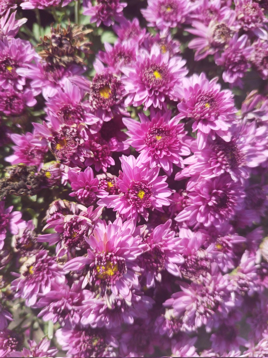 ThanakhanKhamc7's tweet photo. Flowers in the garden 

#flower #FLOWER_GARDEN #fypシviral https://t.co/2Imv7KHTvy
