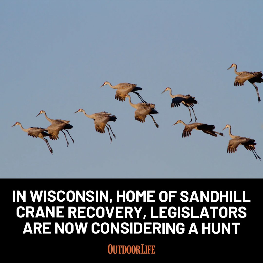 Crane restoration has been so effective that the iconic birds are becoming a nuisance to farmers. That's why Wisconsin lawmakers have introduced a controversial proposal to set a highly regulated season: trib.al/2ch9sRK