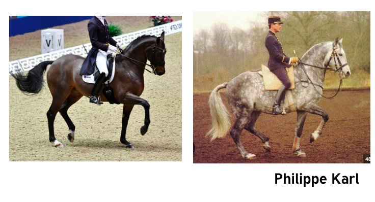 equinemanage's tweet photo. Продолжая прошлый пост. Когда всадник показывает готовое движение, мы уже можем говорить о его качестве более критично. На этих двух картинках вы  можете увидеть отличие правильного пиаффе от гимнастически неверного. https://t.co/9w9fpJPTlx