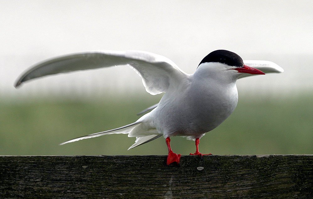 ArcticTopics's tweet photo. Arctic Tern

Famous for its long migrations, it travels from the Arctic to Antarctica and back every year. 🐦✈️

#AnimalOfTheWeek #Polar #ArcticZone #Animals https://t.co/8PdK4AX8Rv
