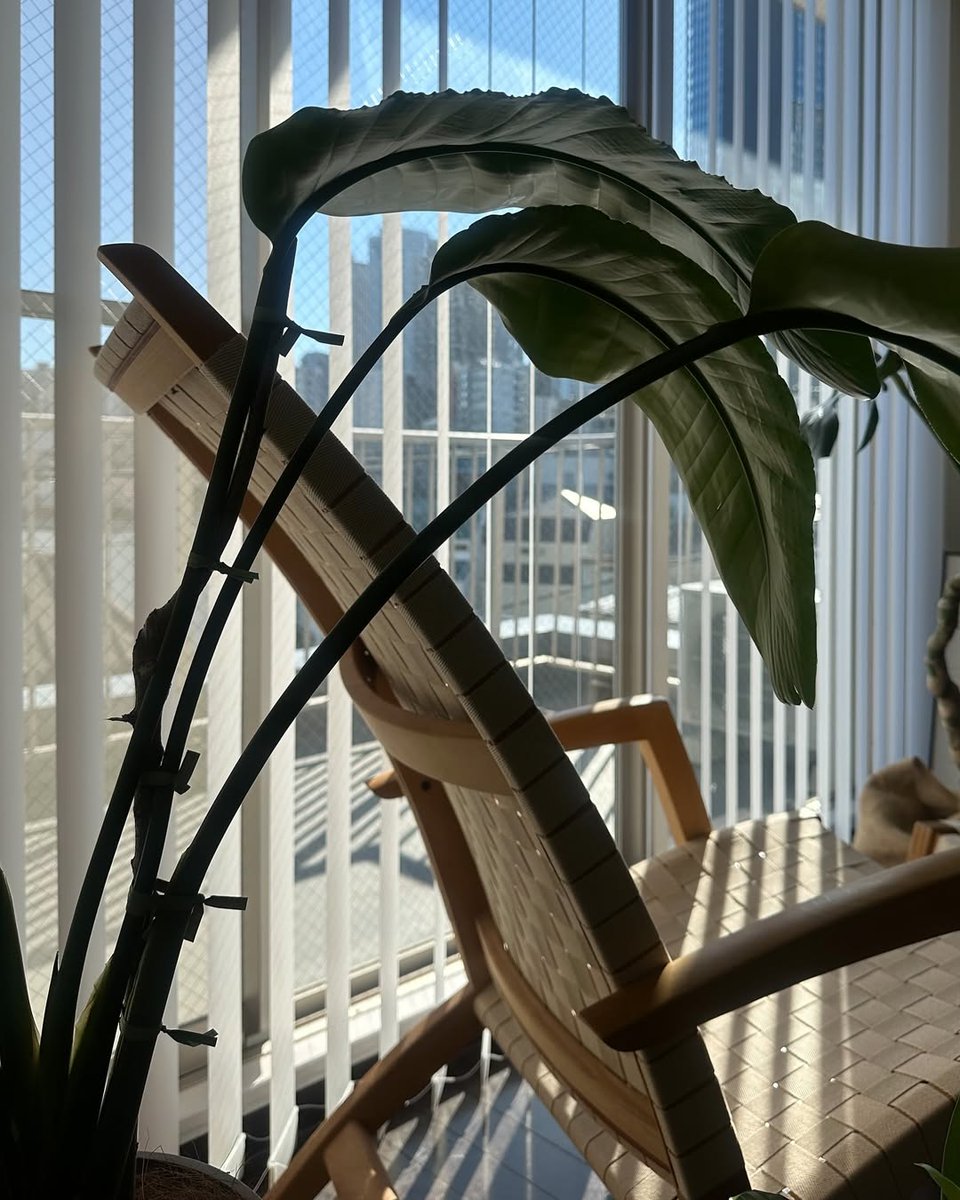 randy11925's tweet photo. 窓際に植物集めて日光浴🌞寒さに負けずぐんぐん成長中🌿大き���な植物をもうひとつ欲しくて検討中

.

#PR #povo #withpovo
家
しょくぶつ
冬の日差し

查看翻译 https://t.co/5lM23j3tn0