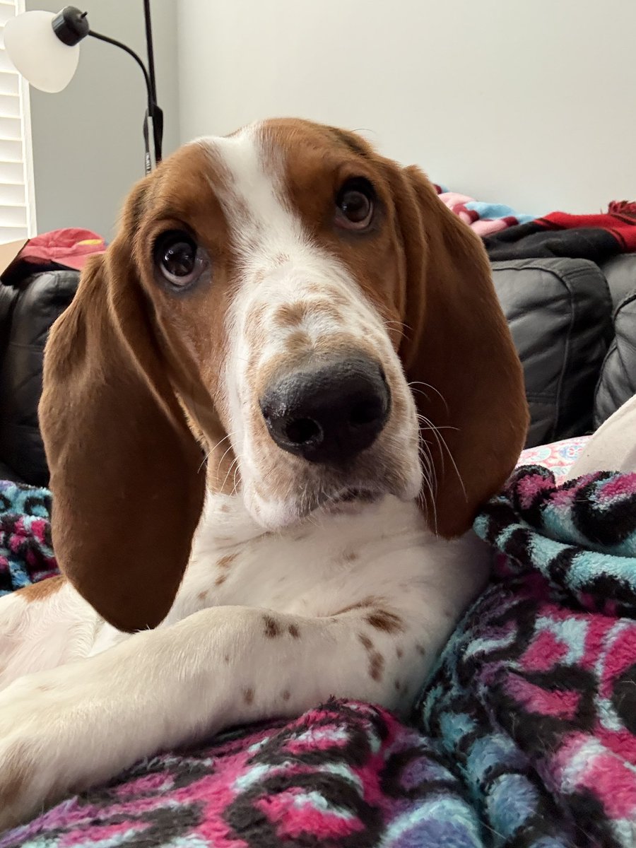 bubbleglum's tweet photo. @Izuu_Nya im so sorry you're struggling. get some fresh air if you can and find something beautiful to look at 🩵 here's a pic of my dopey dog! https://t.co/kGoanJlYEI