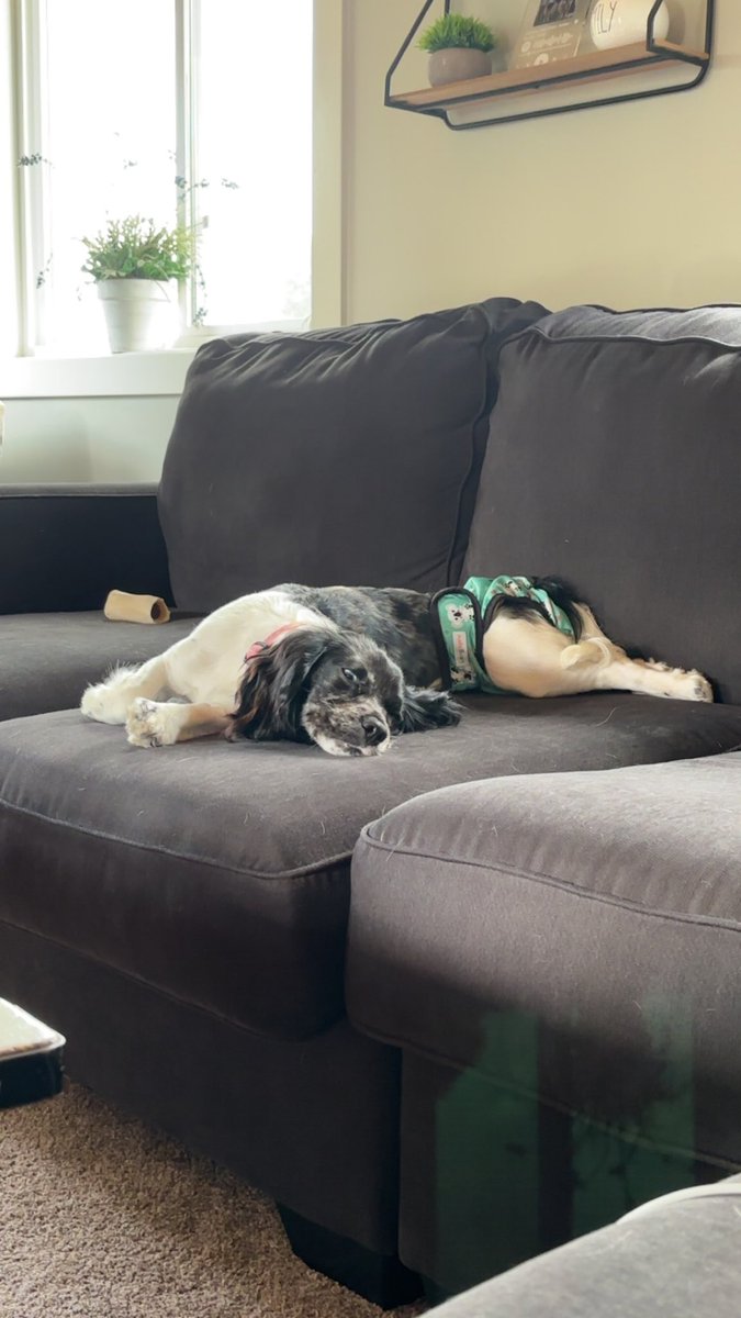 JonnySchaupp's tweet photo. @MrBeast Puppies can get likes sometimes. Meet Kona. #MrBeast https://t.co/x4HuRQFQxK