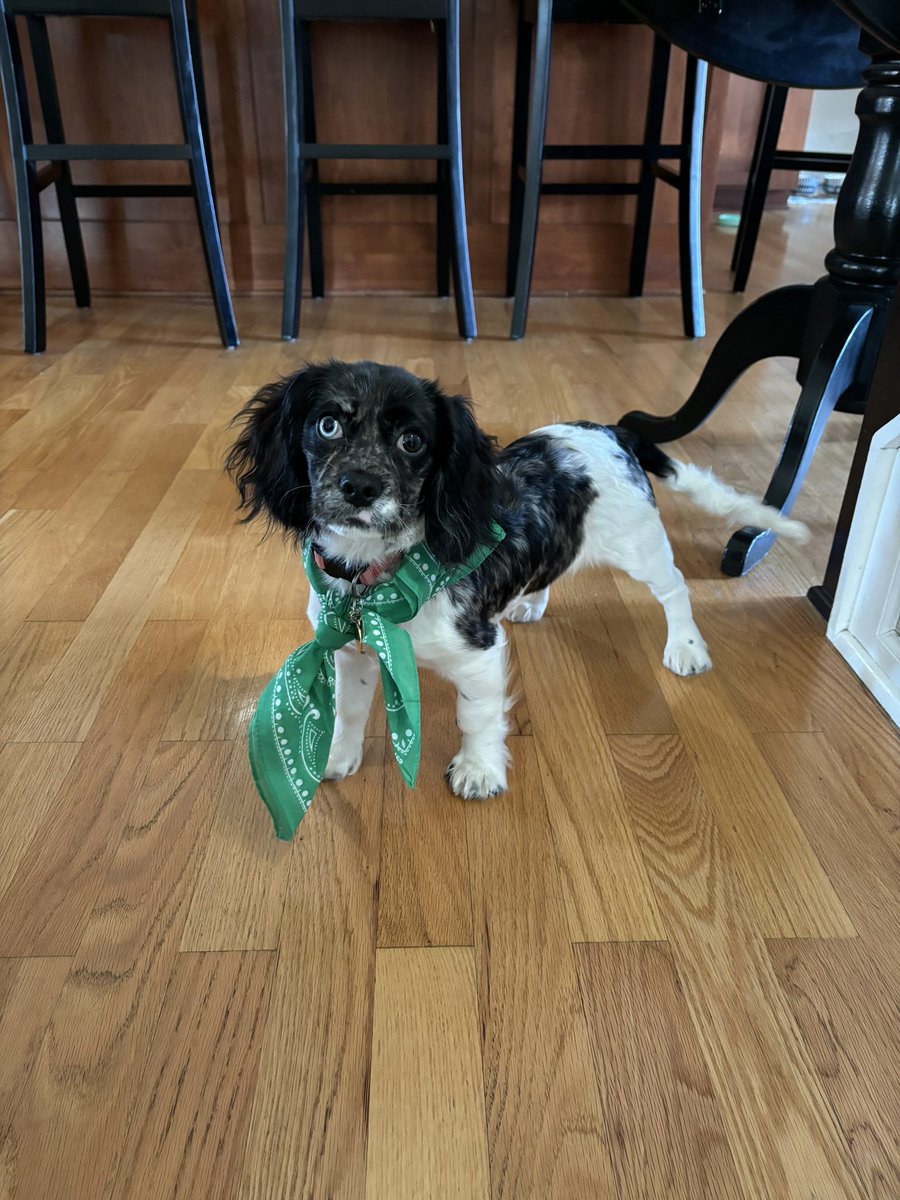 JonnySchaupp's tweet photo. @MrBeast Puppies can get likes sometimes. Meet Kona. #MrBeast https://t.co/x4HuRQFQxK