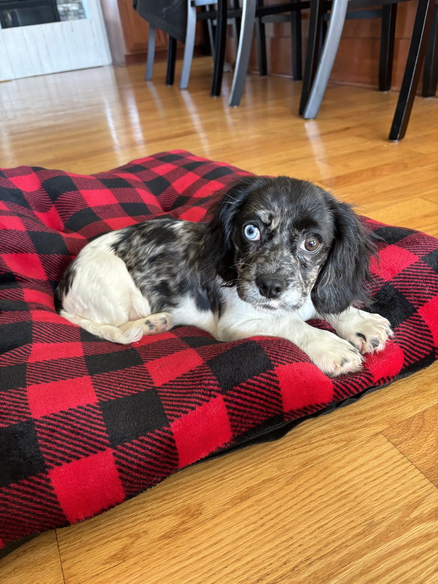 JonnySchaupp's tweet photo. @MrBeast Puppies can get likes sometimes. Meet Kona. #MrBeast https://t.co/x4HuRQFQxK