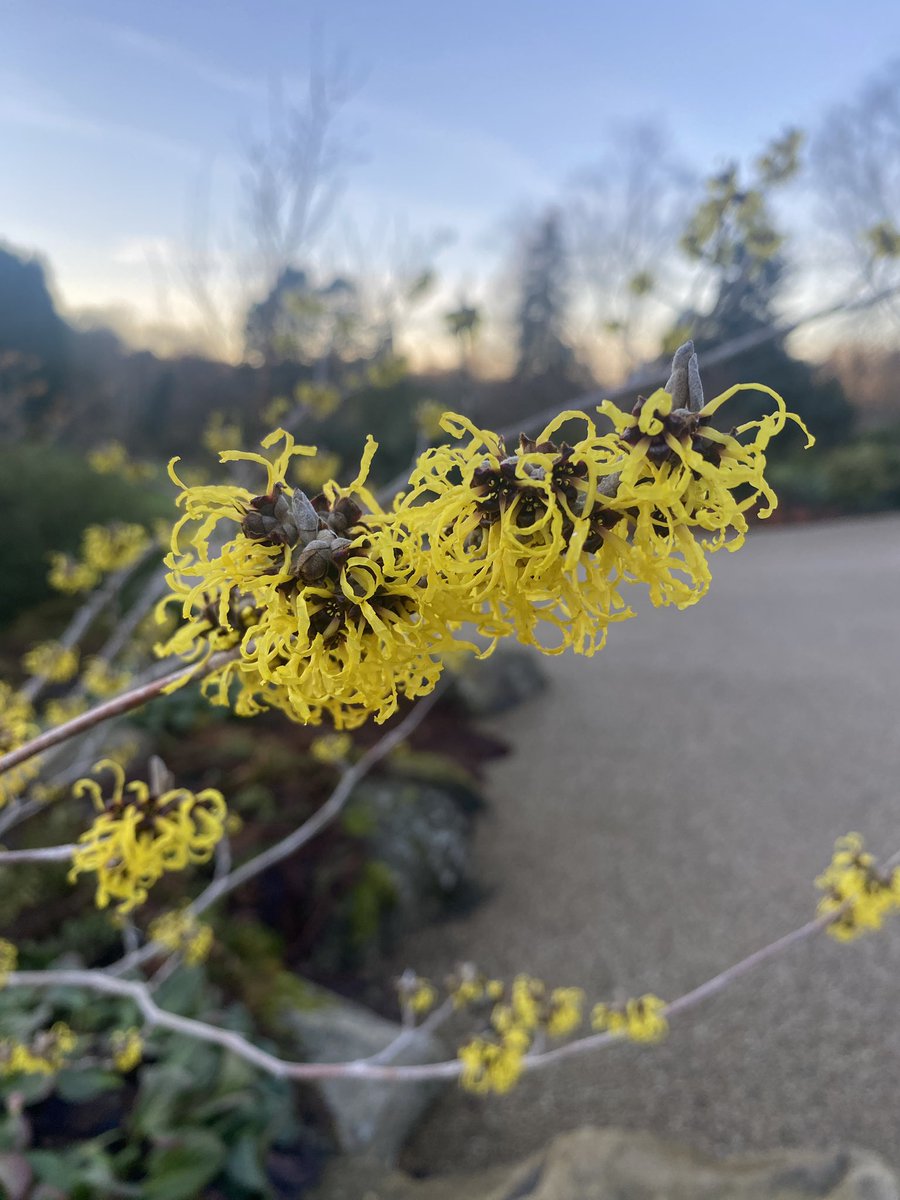 RHS Harlow Carr tweet media