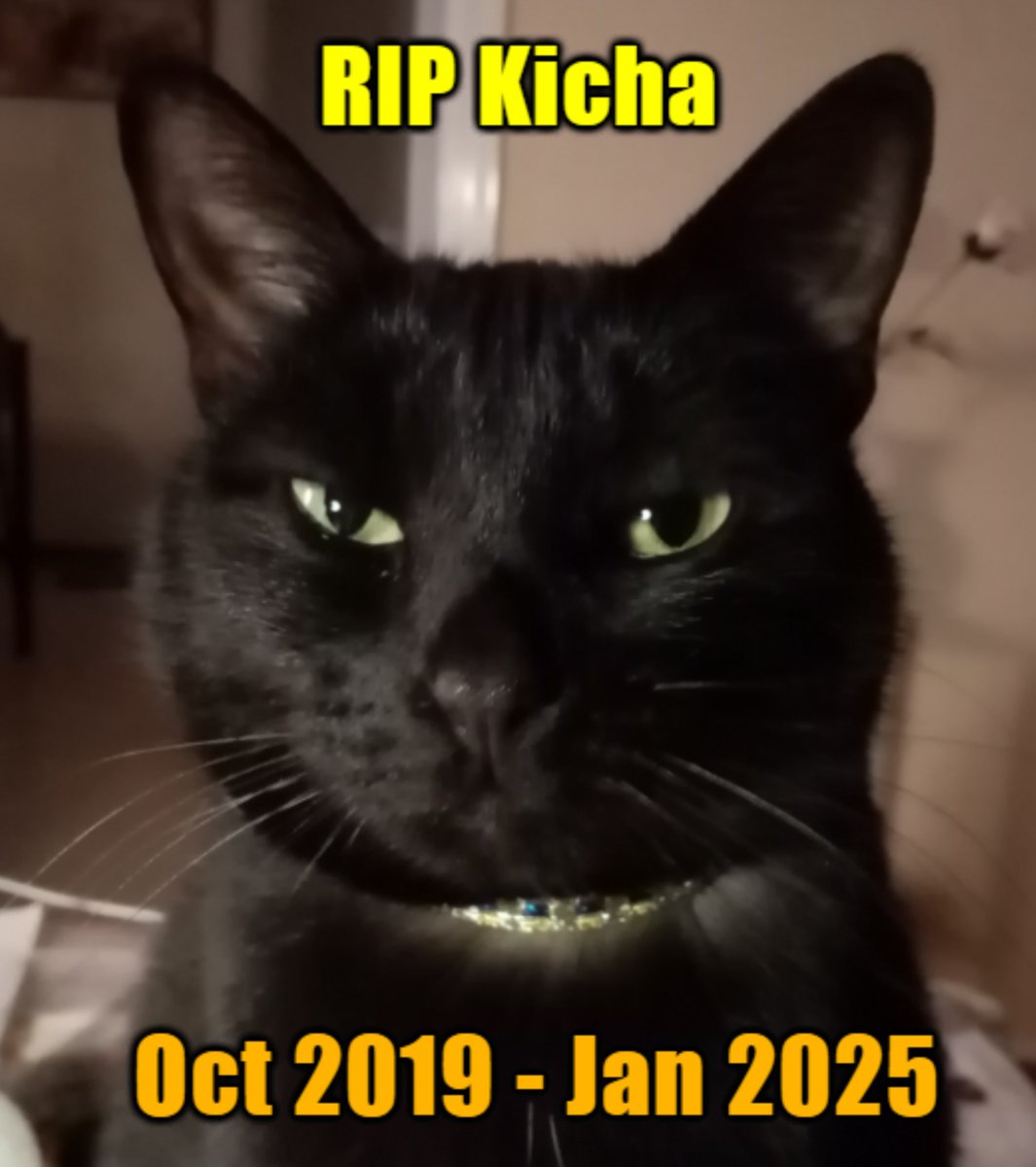 ElayaHell's tweet photo. Thank you my love for these 5½ yrs. You were a lovely challenge and a joy at the same time.
You showed me things I didn't know and I gave you every bit of me.
Thank you for making my dream of having a black cat come true. You are and will be my true love for a long time. #pawnerd https://t.co/B5sMWvH9vP