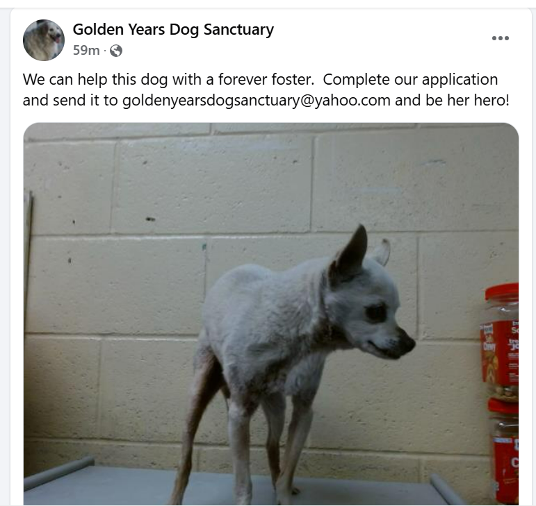 mapleveewesem's tweet photo. πππ16 yo, 6 lb SASHA was surrendered to Downey #California ACC on 1-13π’She can be adopted or fostered with Golden Years, who would take care of all medical expenses. Link for Golden Years in thread. #A3997119 https://t.co/uUEfx9DRUa
