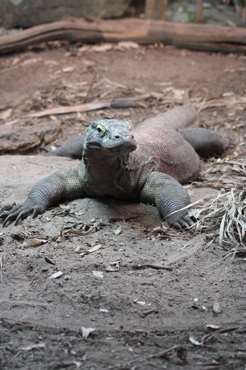 amberp_photos's tweet photo. Komodo dragon (Varanus komodoensis) 🦎 
•
•
•
•
#komododragon #komododragon #komododragons #lizard #lizardlover #reptile #reptilelover #reptilekeeper #reptilelove #chesterzoo #chesterzoophotography #animal #animallovers #animalphotography #apanimals #photography https://t.co/vxOAaArioE