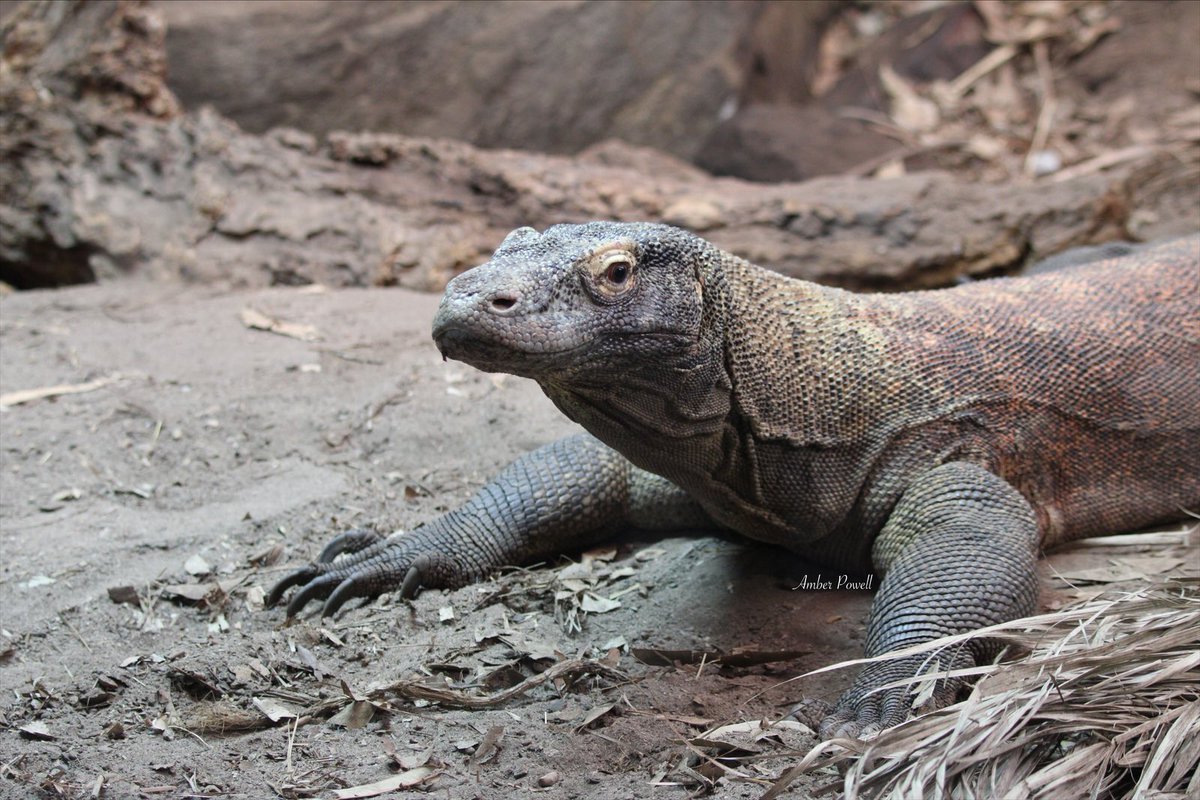 amberp_photos's tweet photo. Komodo dragon (Varanus komodoensis) 🦎 
•
•
•
•
#komododragon #komododragon #komododragons #lizard #lizardlover #reptile #reptilelover #reptilekeeper #reptilelove #chesterzoo #chesterzoophotography #animal #animallovers #animalphotography #apanimals #photography https://t.co/vxOAaArioE