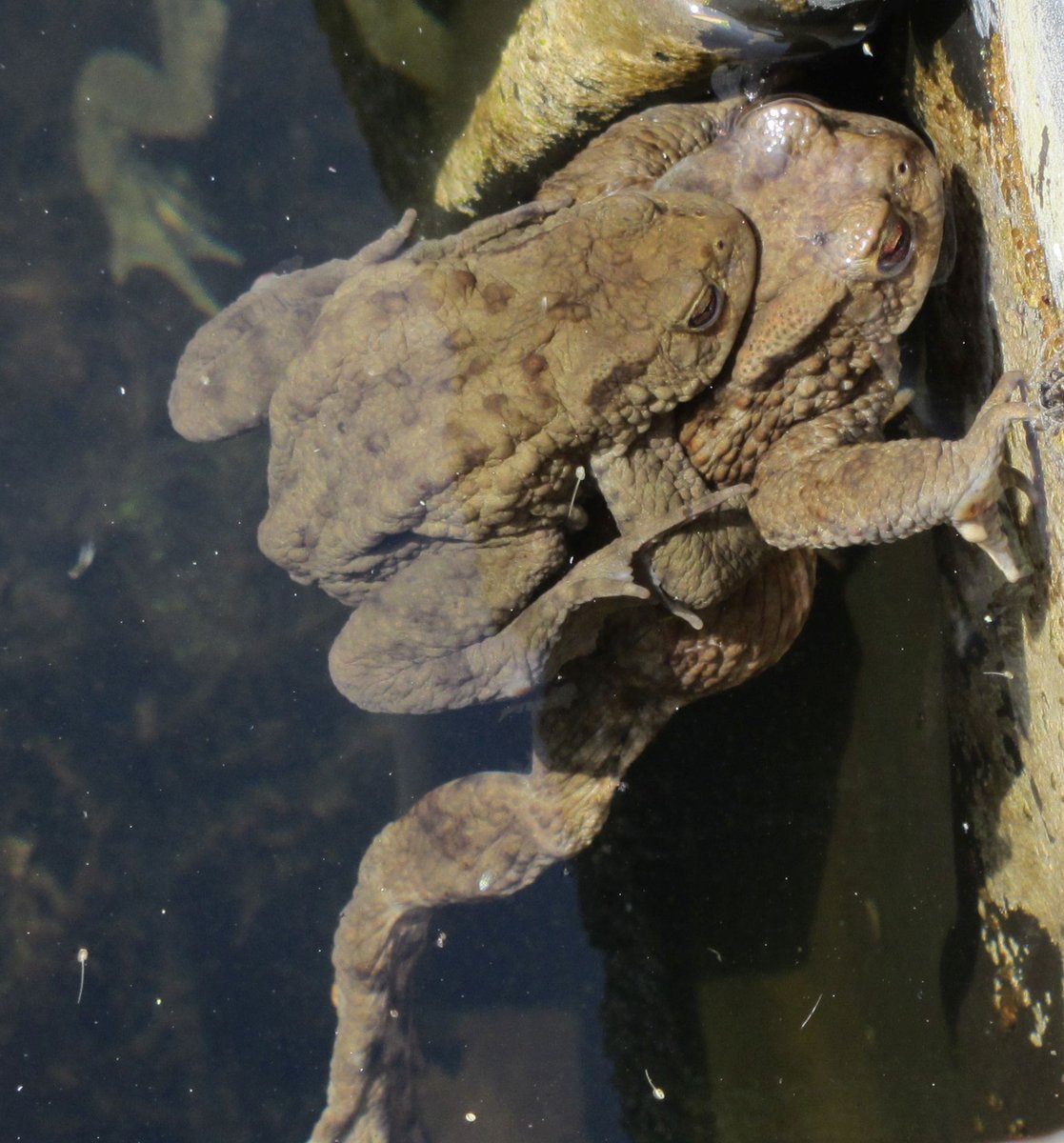 Gartenglück tweet media