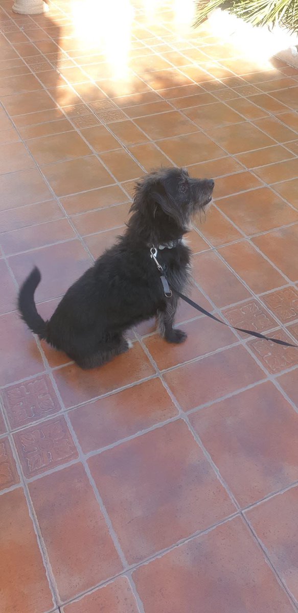 SilviaMylo's tweet photo. 🆘🆘🆘🆘Este perrito era de un hombre mayor que ha fallecido hace unos días y los hijos se quieren deshacer de él, de momento está solo en la casa y la cuidadora del hombre va a ponerle de comer porque le da pena, pero nada más. Necesita con urgencia una acogida o adopción porque los hijos no lo quieren. Se encuentra en Alicante y no se sabe cuánto tiempo más lo van a tener en el piso solo de esta manera. DIFUSION URGENTE POR FAVOR, 🆘🆘🆘🆘🆘🆘 este es el contacto: 613869535 Marta