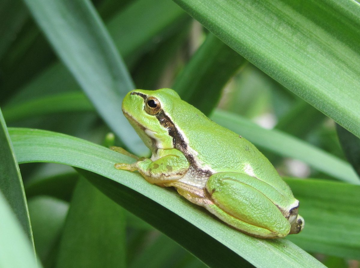 Gartenglück tweet media