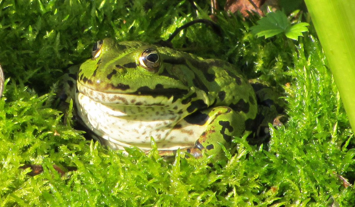Gartenglück tweet media