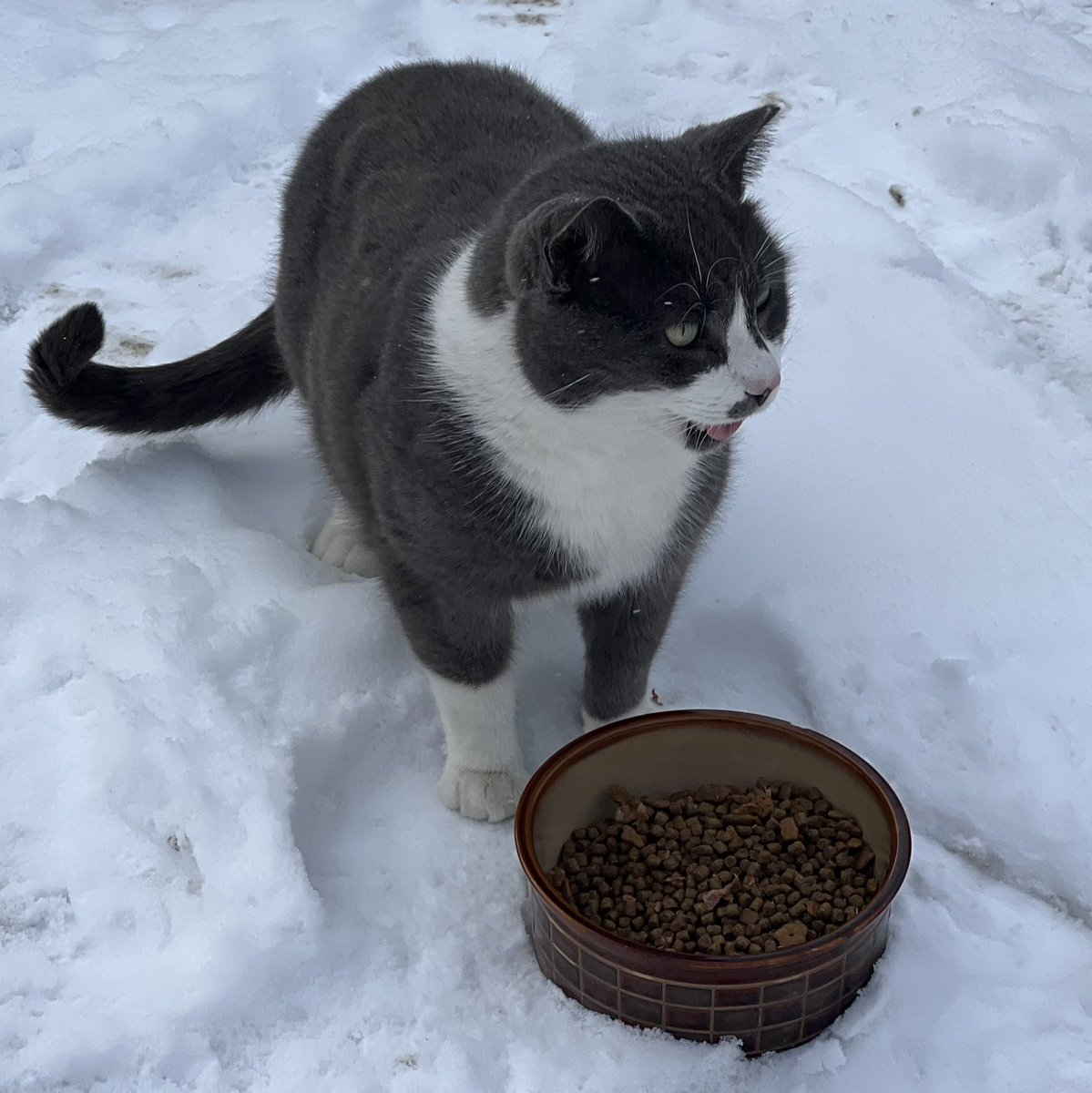 rescueDogWalker's tweet photo. Feeding the feral king π before walking shelter pups @vsas_ras #kingKenny #worstCatEver β€οΈ https://t.co/Lbq3ih4lJF