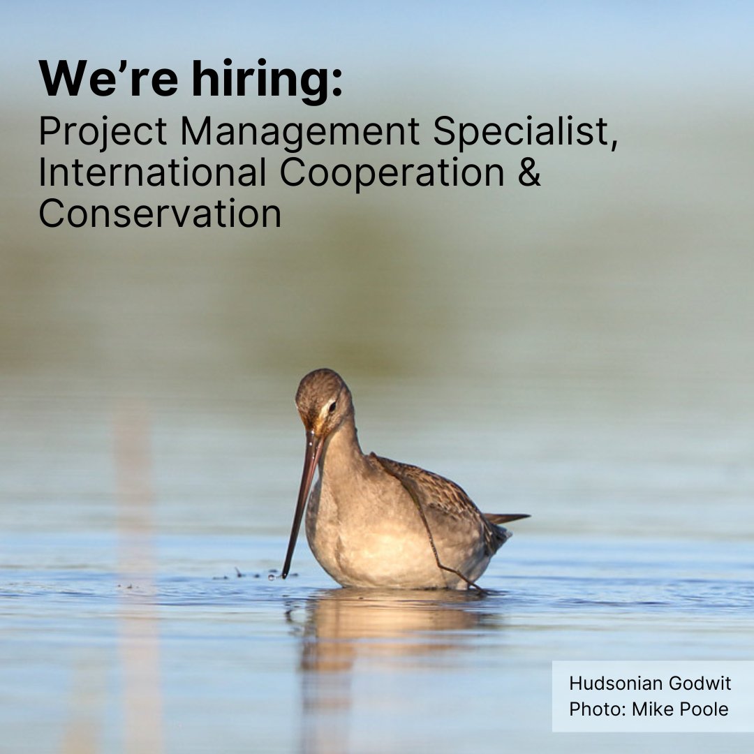 Birds Canada tweet media