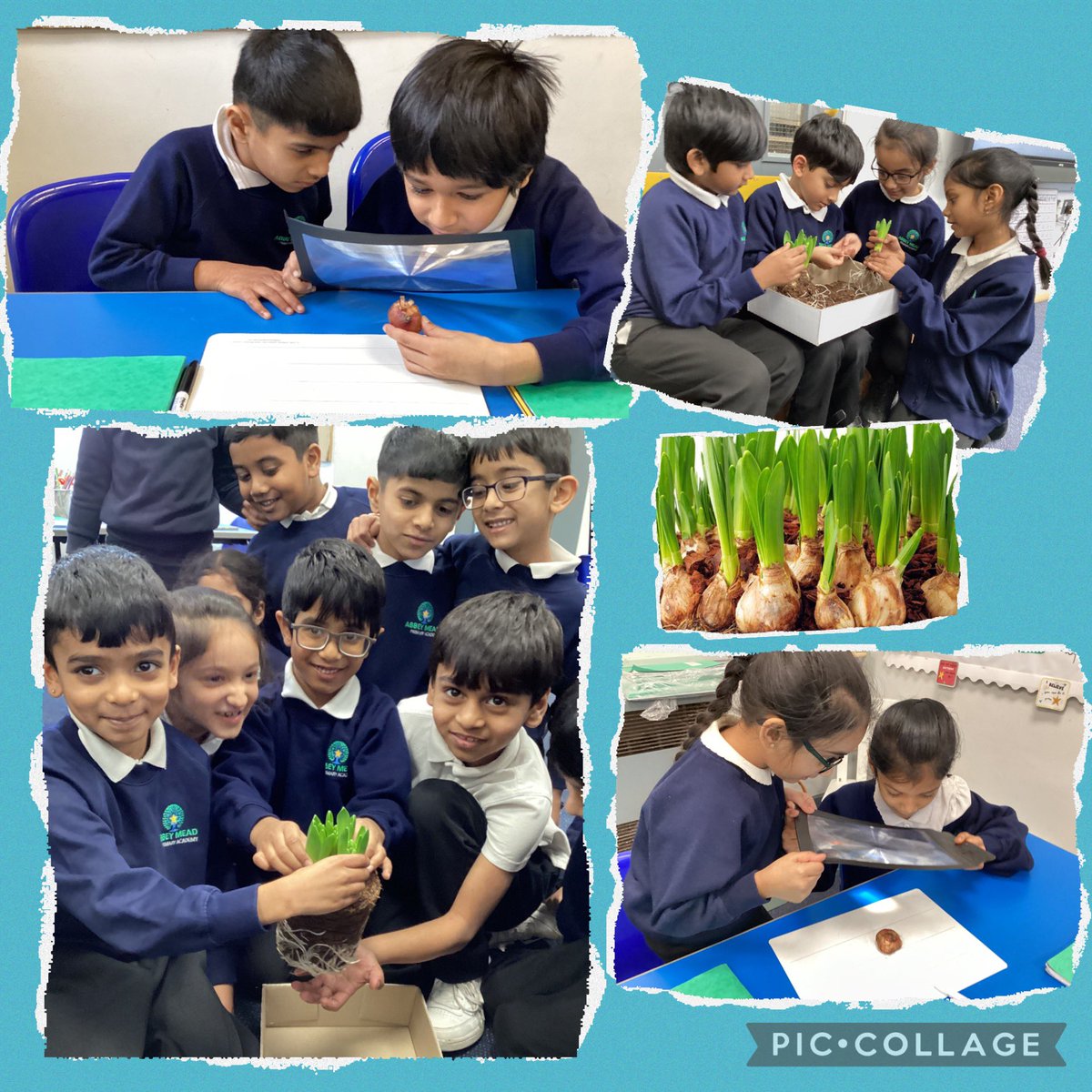 Naz Fojdar (@mrsfojdar_ampa) on Twitter photo 2NF are loving our #science topic. This week we have been exploring and dissecting a bulb. We were fascinated with how many roots our bulb had! 🪴 <a href="/AbbeyMead_TMET/">Abbey Mead Primary Academy</a> 2NF are loving our #science topic. This week we have been exploring and dissecting a bulb. We were fascinated with how many roots our bulb had! 🪴 <a href="/AbbeyMead_TMET/">Abbey Mead Primary Academy</a>