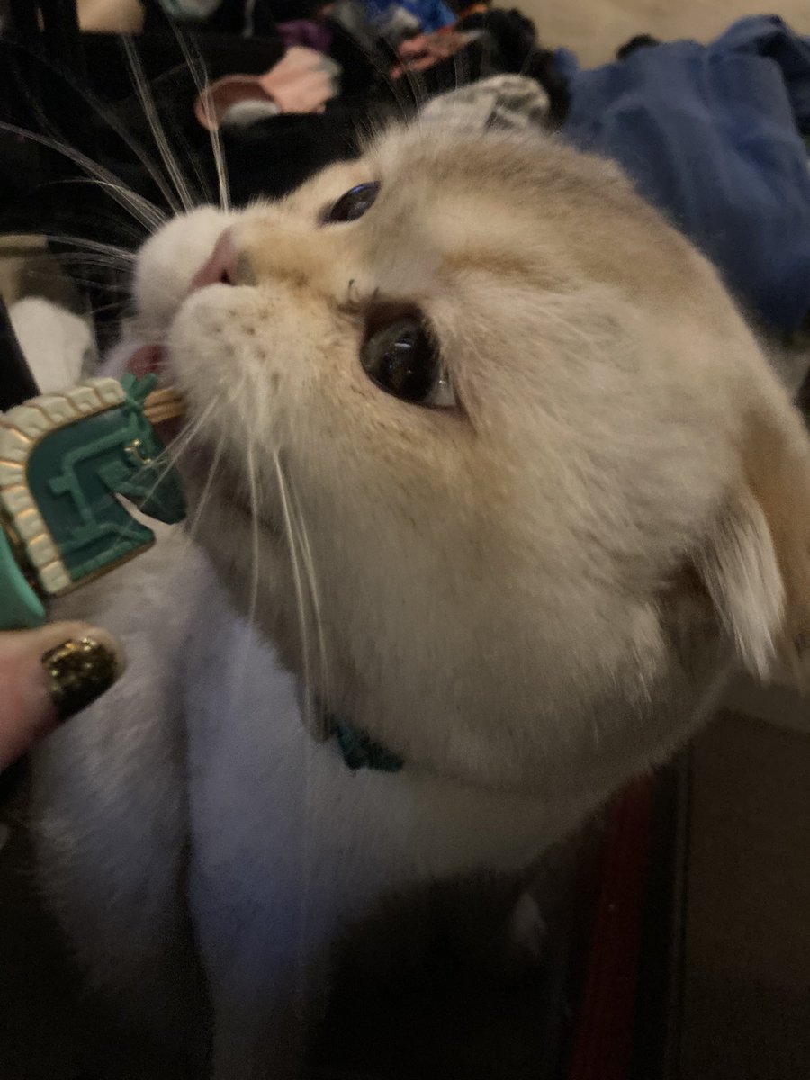 chulzy91's tweet photo. Goose testing out my new Zonai devices!! @BillTheFajita had them shipped straight from Japan to surprise my Tears of the Kingdom/Hyrule Engineering fangirl ass https://t.co/TDkZOzU9FF