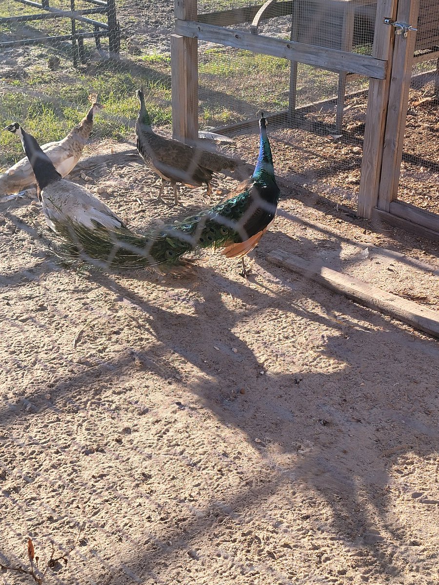 Sassafrass84 tweet media