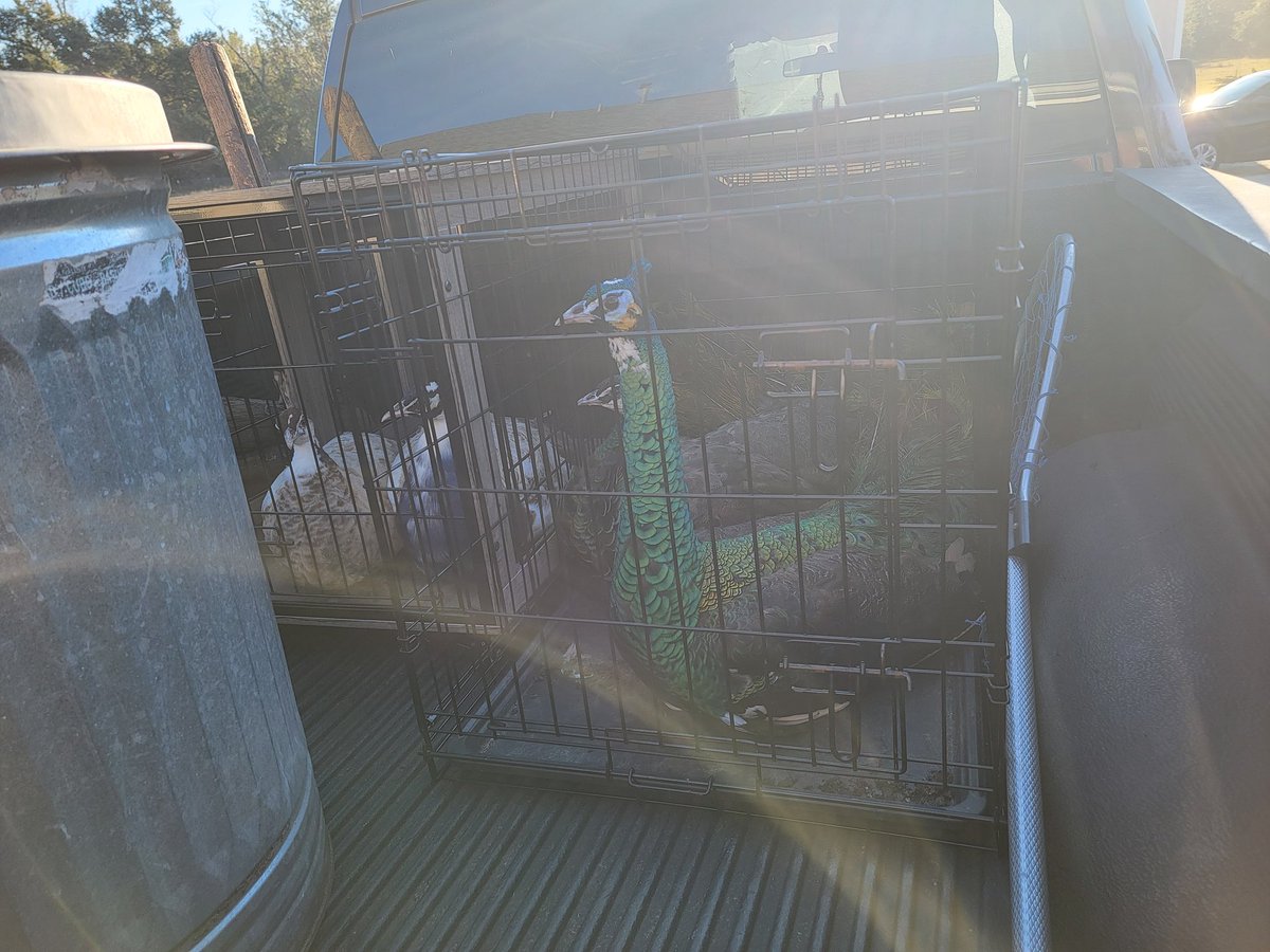 Sassafrass84 tweet media