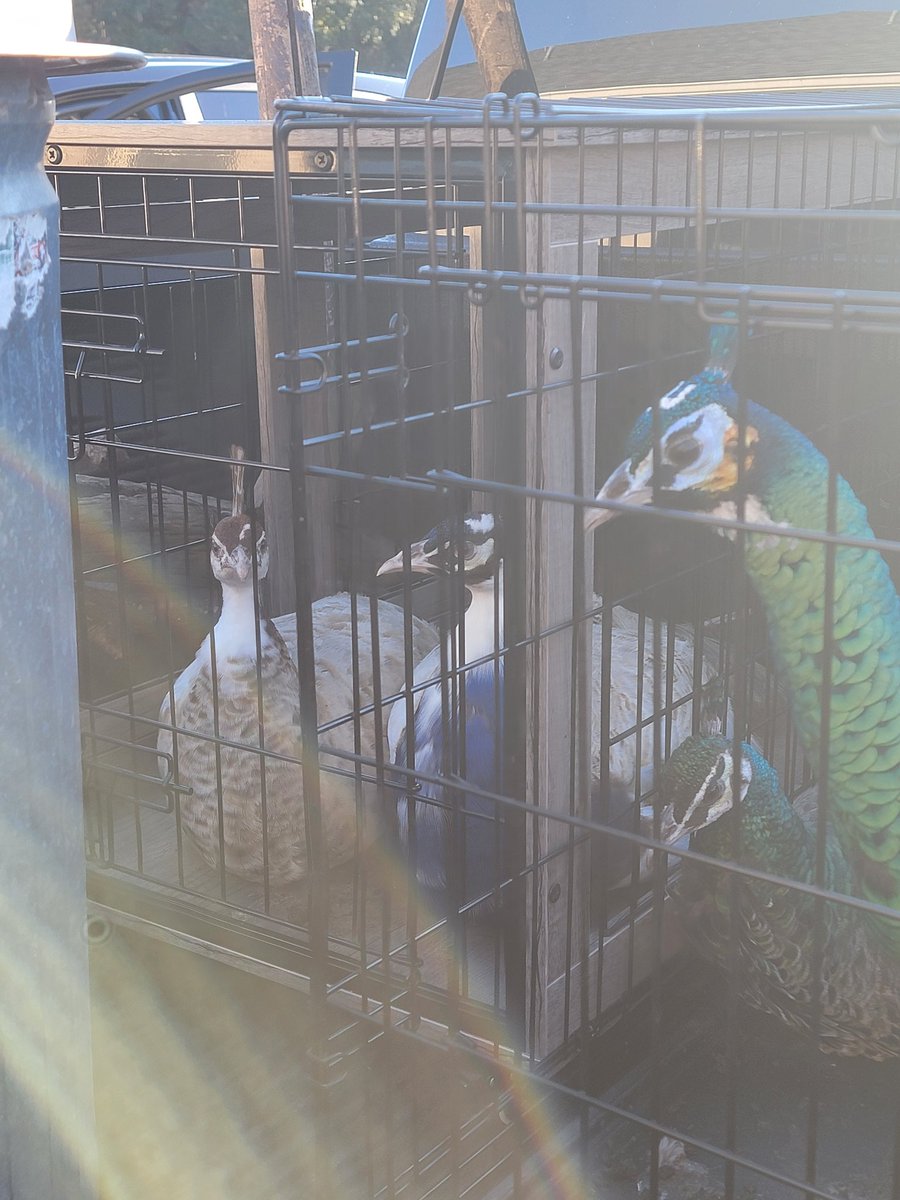 Sassafrass84 tweet media