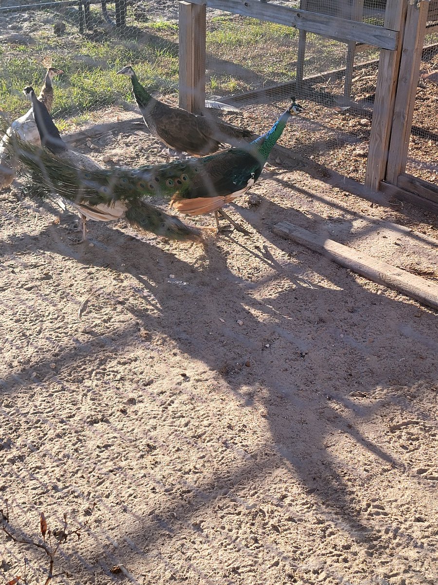 Sassafrass84 tweet media