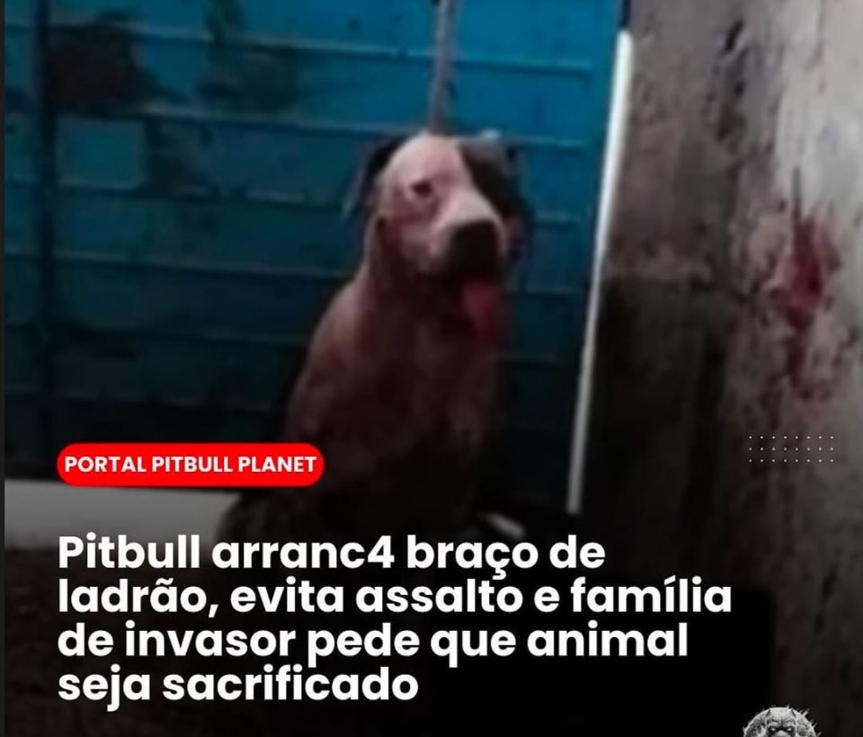 Esse cachorro deveria receber uma medalha. Quem deveria ser sacrificado é o ladrão. Quem mandou ir roubar?