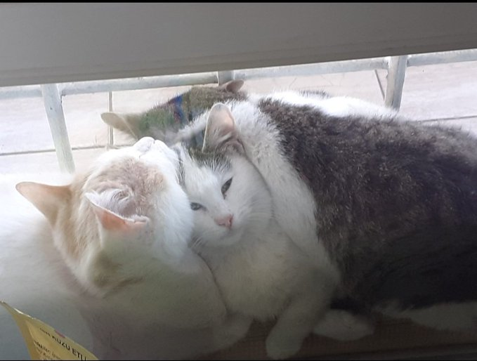 Culd@〽️ (@myculda) on Twitter photo 