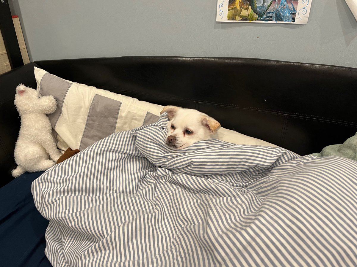 Cashew had some cozy time at home during the long weekend. Happy Cashew Monday!