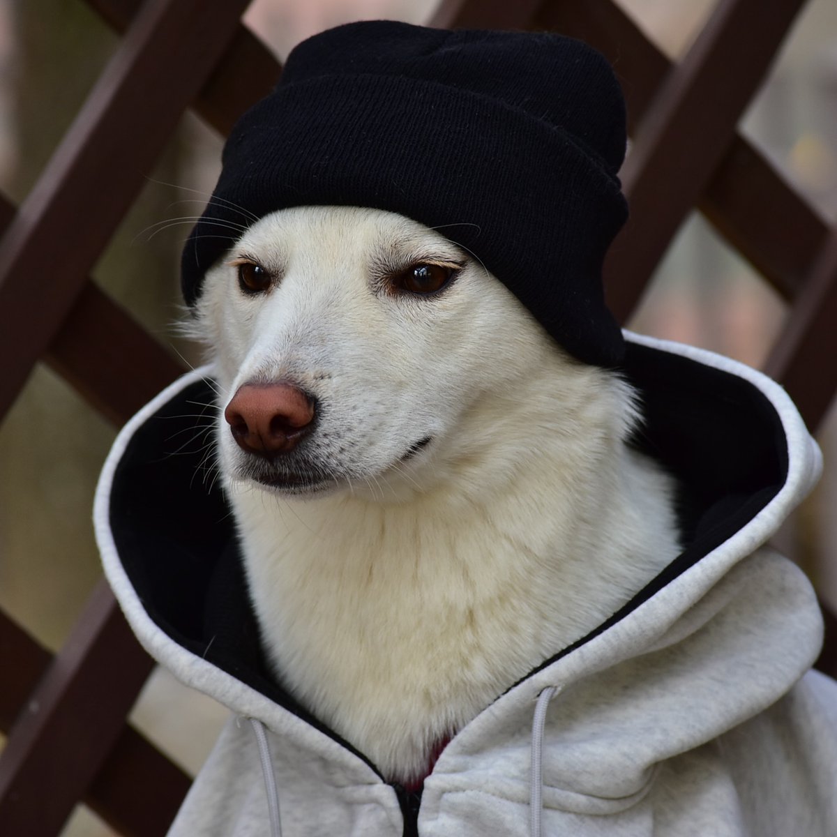 SIGMABOYDOG's tweet photo. Alpha male Sigma Dog 🤫🗿#sigmaboy https://t.co/KhNcs1359W