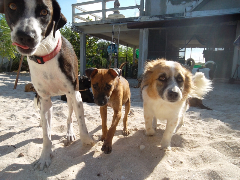 The Dogs of Celestún tweet media