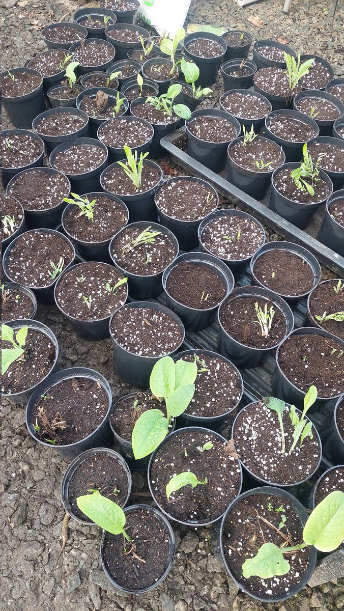 Root cuttings taken at the end of November all potted on

#plantpropagation #Donegal #Gardening #Horticulture #comfrey