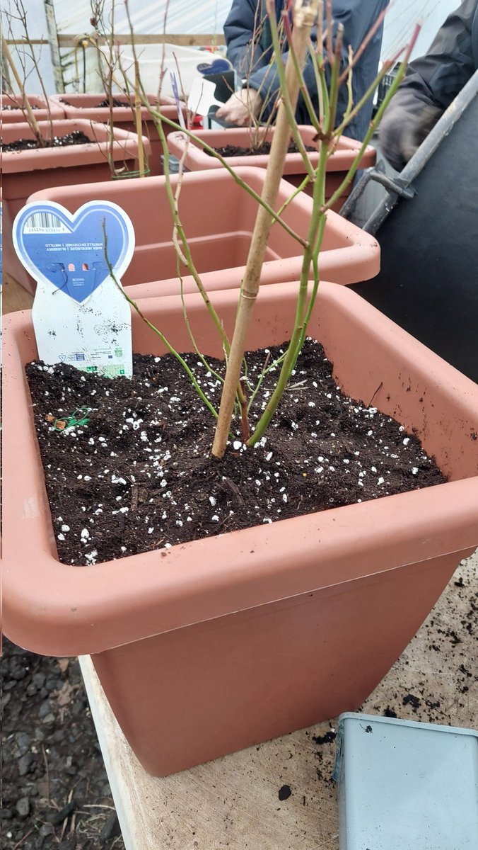Blueberries galore...

#ItsYourDutyToBeFruity #Gardening #Horticulture #Donegal
